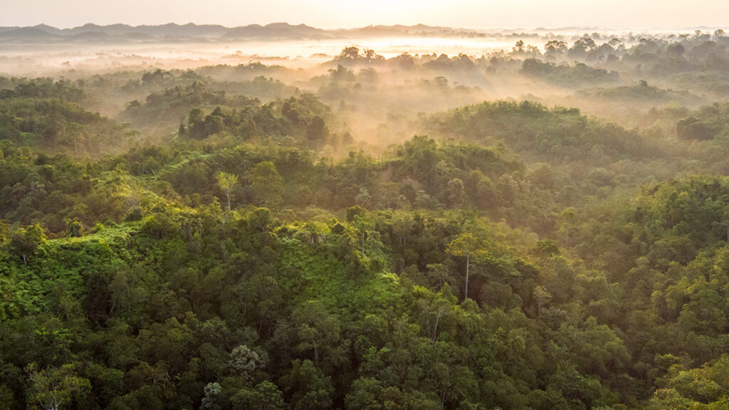 Forest Landscape